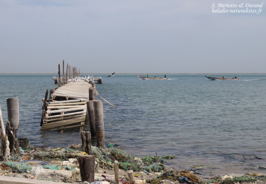 Djiffer, Sine Saloum
