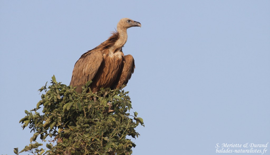 Vautour fauve, Sine Saloum