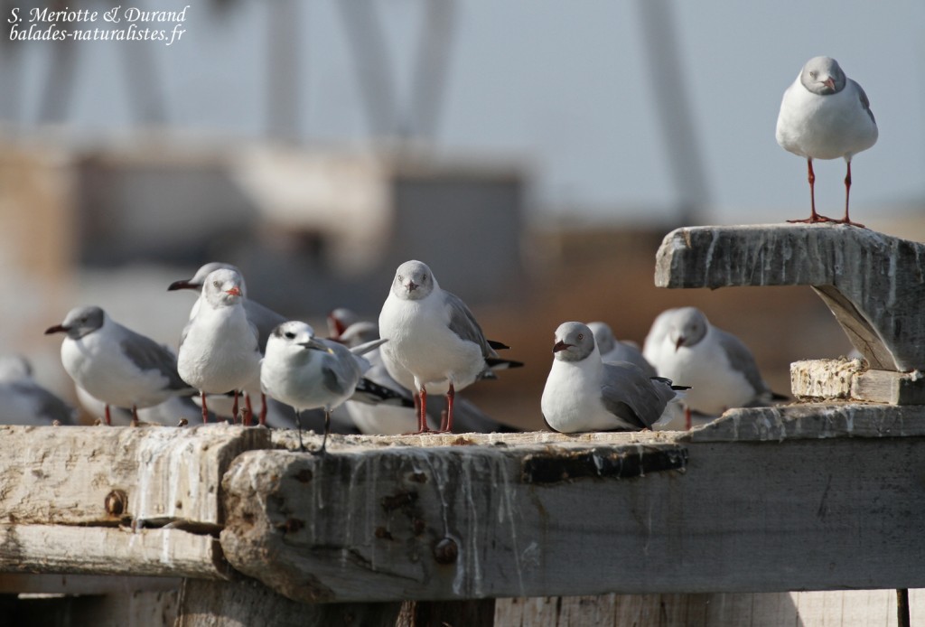 Mouettes à tête grise, Djiffer, Sine Saloum