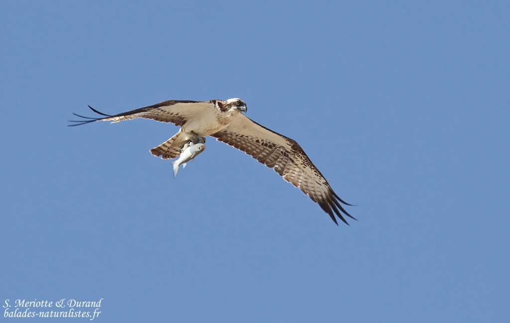 Balbuzard pêcheur, Sine Saloum