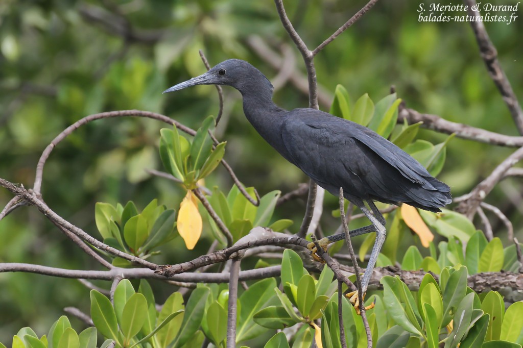 Aigrette ardoisée, Sine Saloum