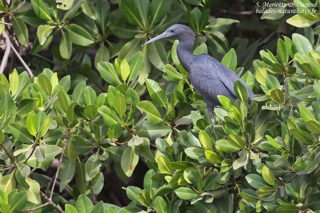 Aigrette ardoisée, Sine Saloum