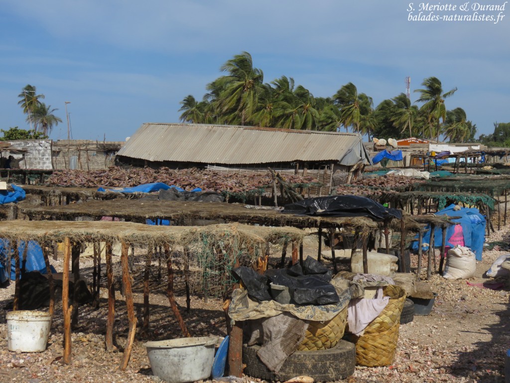 Djiffer, Sine Saloum