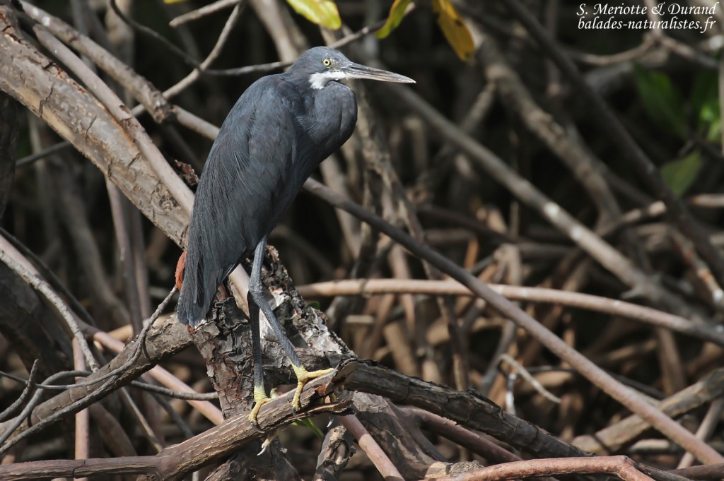 Aigrette des récifs, Sine Saloum