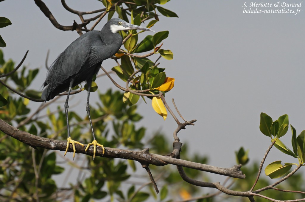 Aigrette des récifs, Sine Saloum