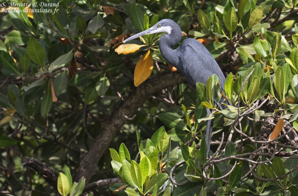 Aigrette des récifs, Sine Saloum
