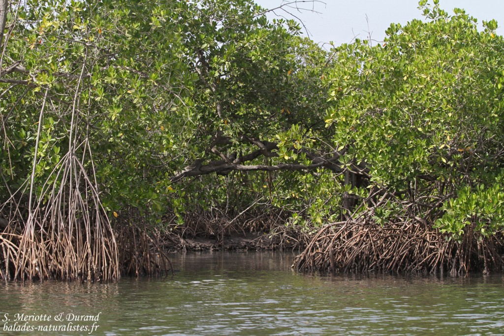 Mangroves du Sine Saloum