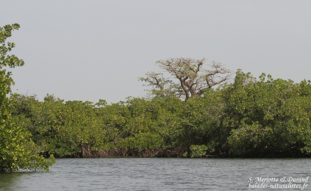 Sine Saloum