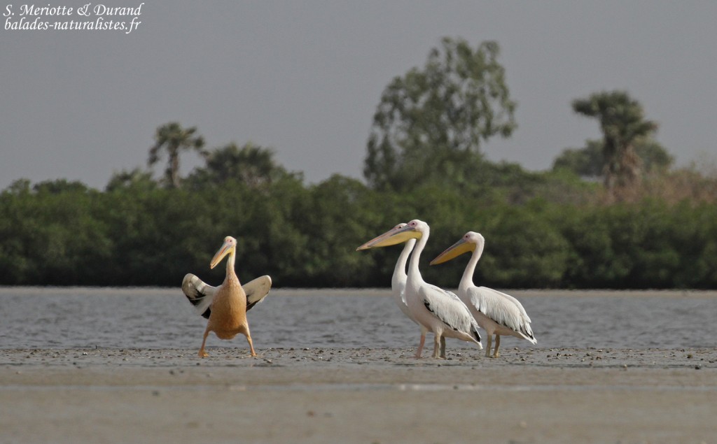 Pélicans blancs, Sine Saloum