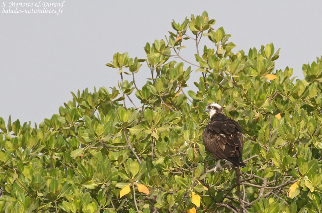 Balbuzard pêcheur, Sine Saloum