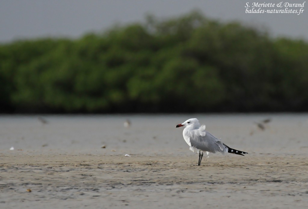 Goéland d'Audouin, Sine Saloum