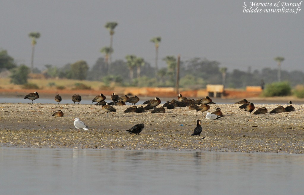 Dendrocygnes veufs, Sine Saloum