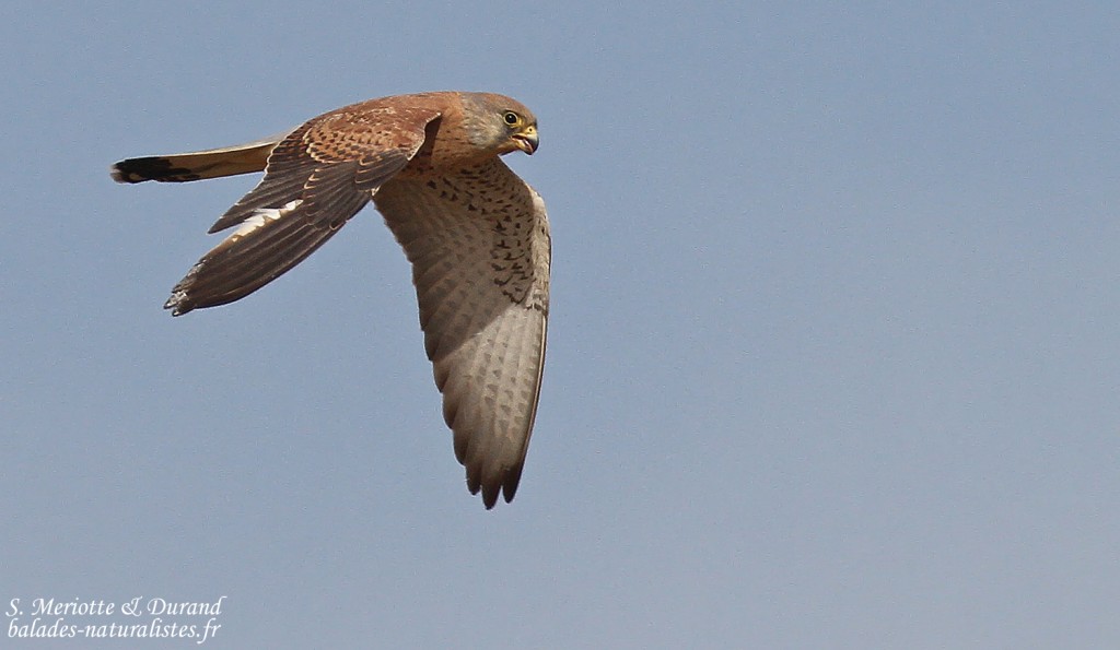 Faucon crécerellette, mâle immature, Sine Saloum