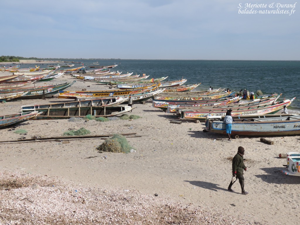 Djiffer, Sine Saloum