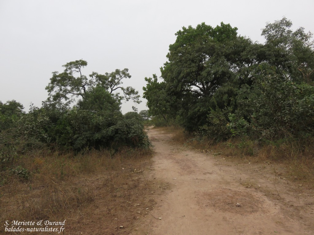 Forêt au sud du Sine Saloum, Sénégal