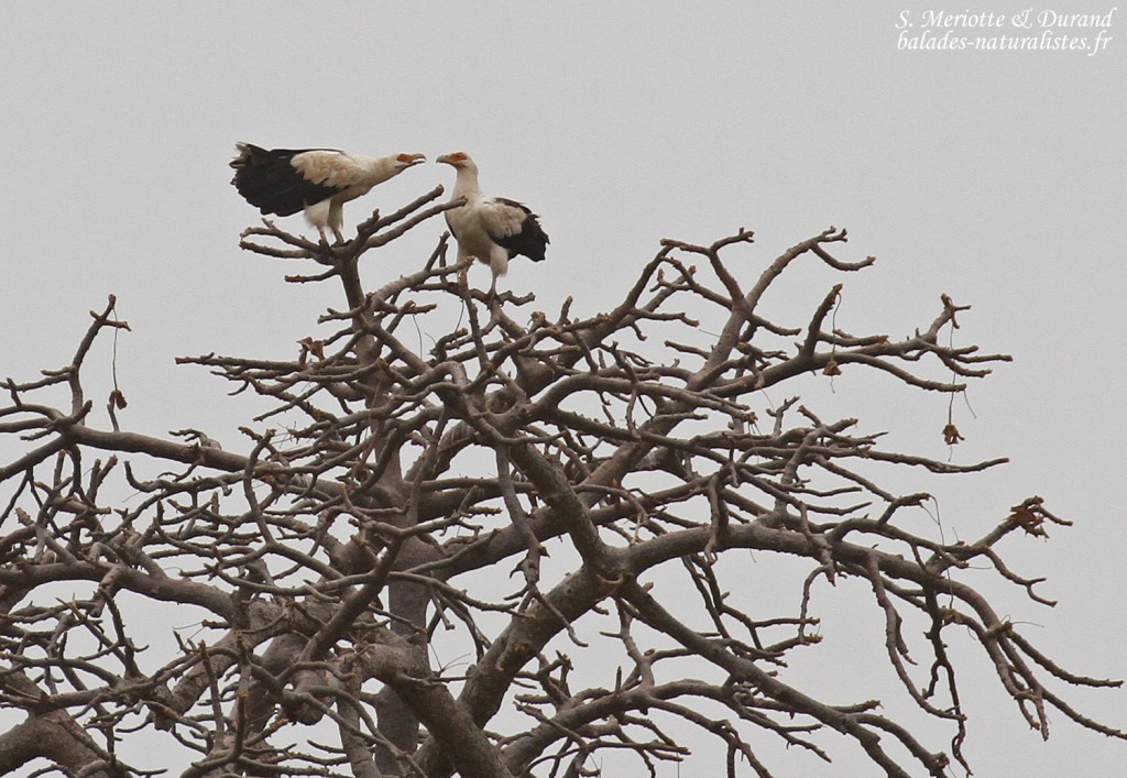 Vautours pamistes au sud du Sine Saloum, Sénégal