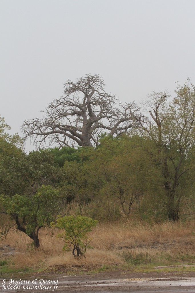 Forêt de Sangako au sud du Sine Saloum, Sénégal