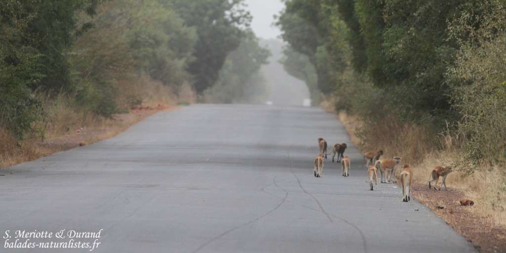 Singe patas, Forêt de Sangako au sud du Sine Saloum, Sénégal