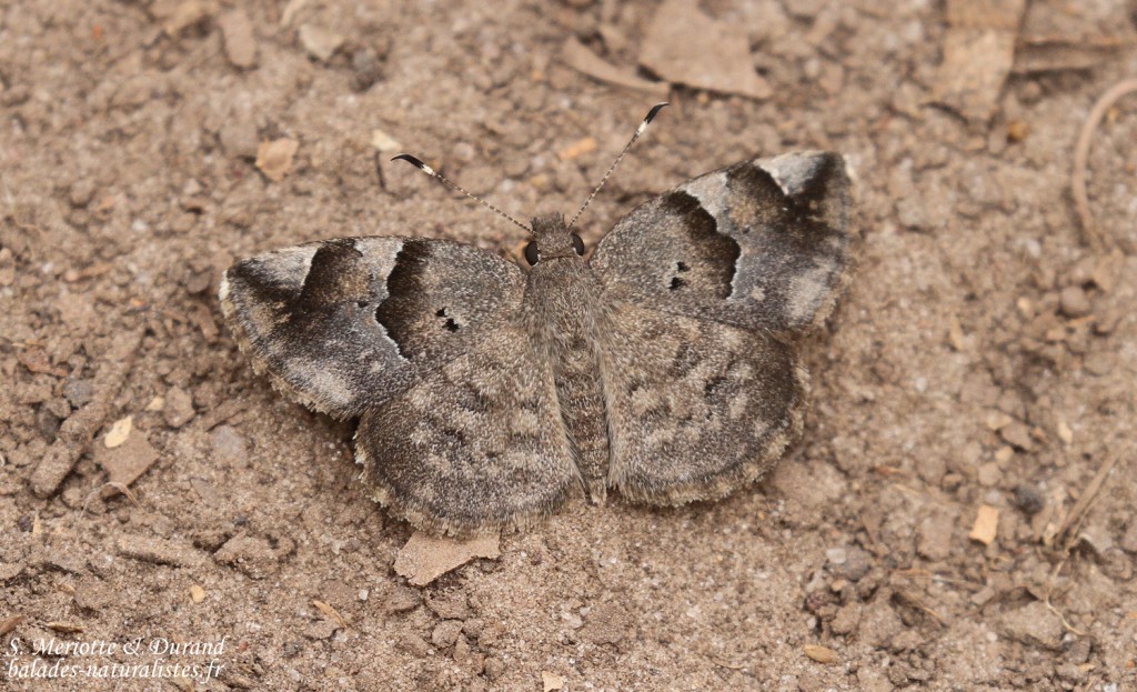 Papillon, Forêt de Sangako au sud du Sine Saloum, Sénégal