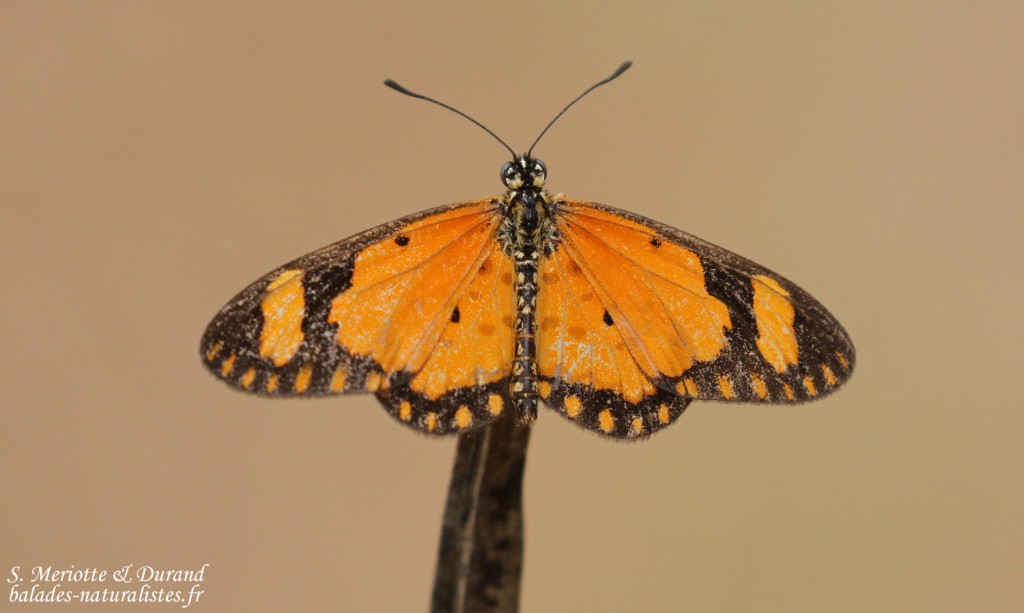 Papillon, Forêt de Sangako au sud du Sine Saloum, Sénégal