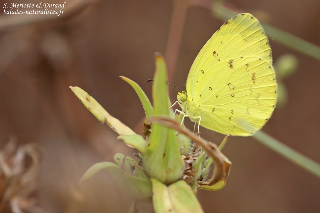 Papillon, Forêt de Sangako au sud du Sine Saloum, Sénégal