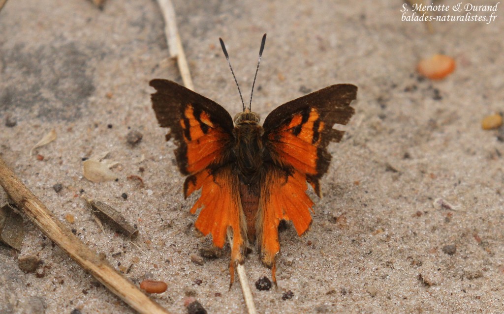 Papillon, Forêt de Sangako au sud du Sine Saloum, Sénégal