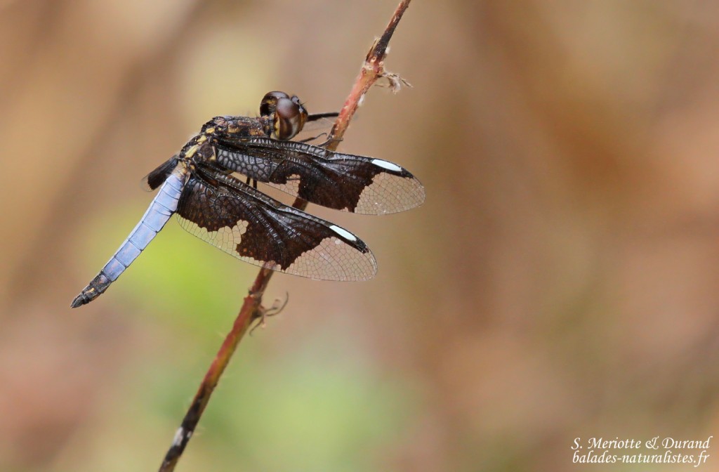 Palpopleura lucia, Forêt de Sangako au sud du Sine Saloum, Sénégal