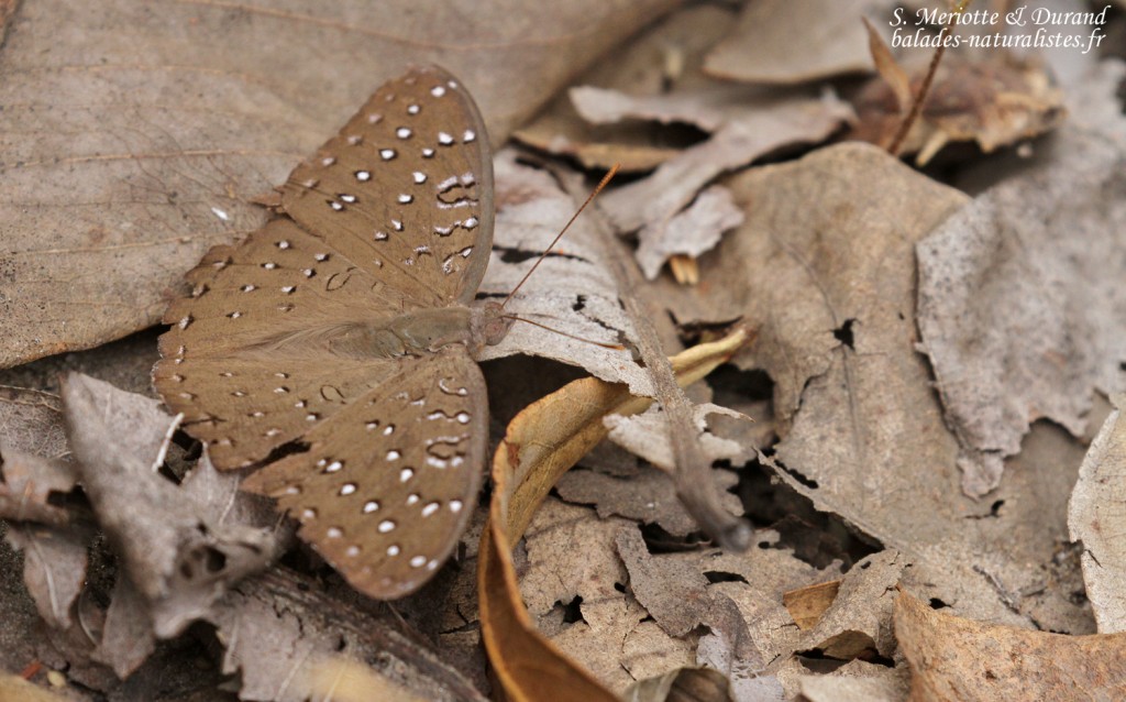 Papillon, Forêt de Sangako au sud du Sine Saloum, Sénégal