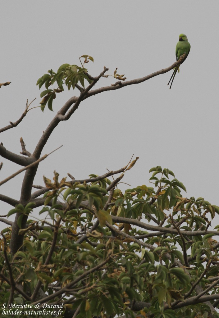 Perruche à collier Forêt de Sangako au sud du Sine Saloum, Sénégal