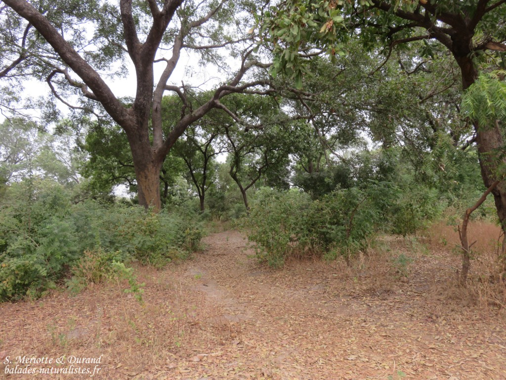 Forêt de Sangako au sud du Sine Saloum, Sénégal