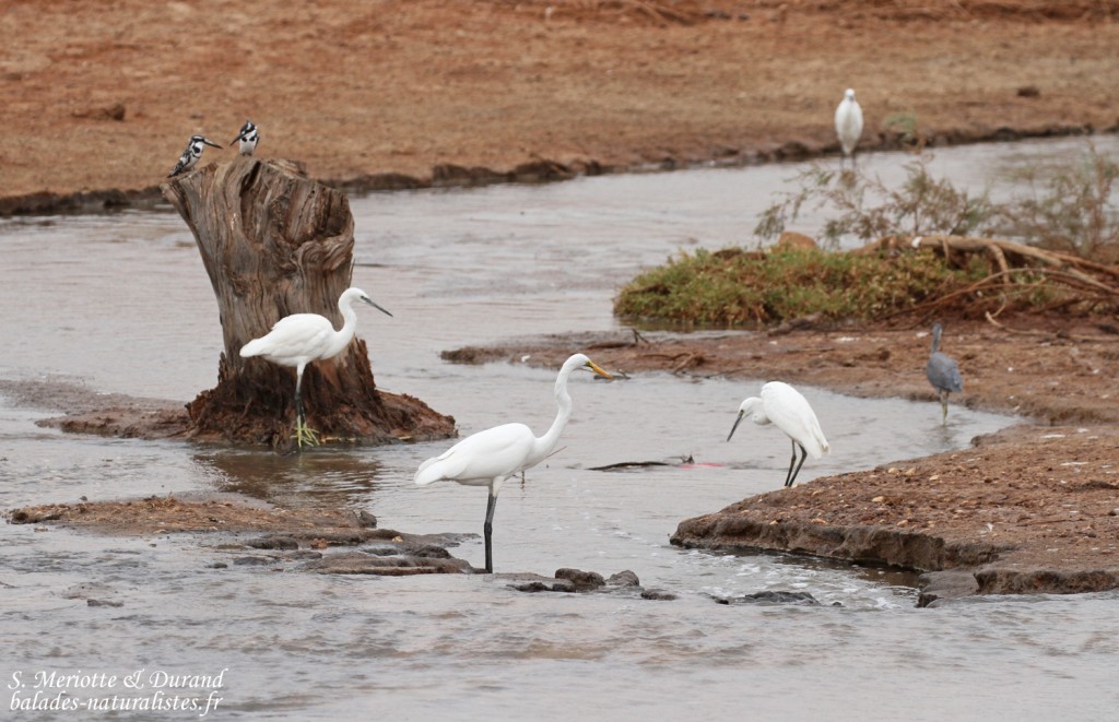 Aigrettes au sud du Sine Saloum, Sénégal