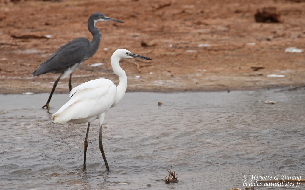 Aigrette garzette et Aigrette des récifs au sud du Sine Saloum, Sénégal