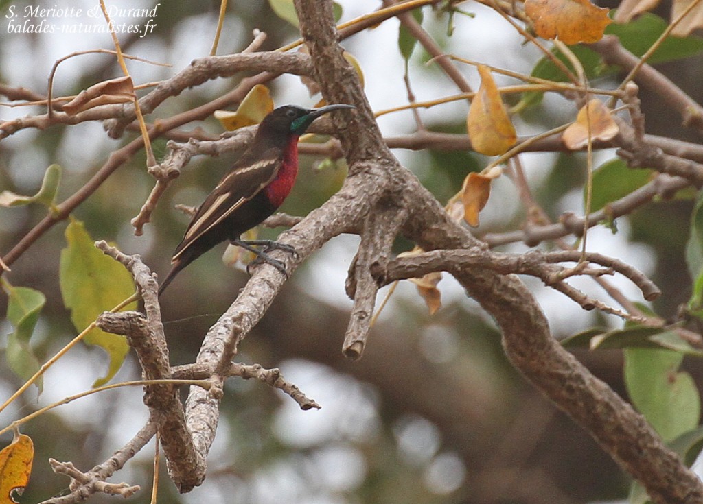 Souimanga à poitrine rouge au sud du Sine Saloum, Sénégal