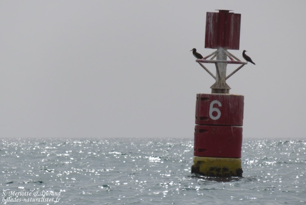 Fous bruns, Ile de la Madeleine