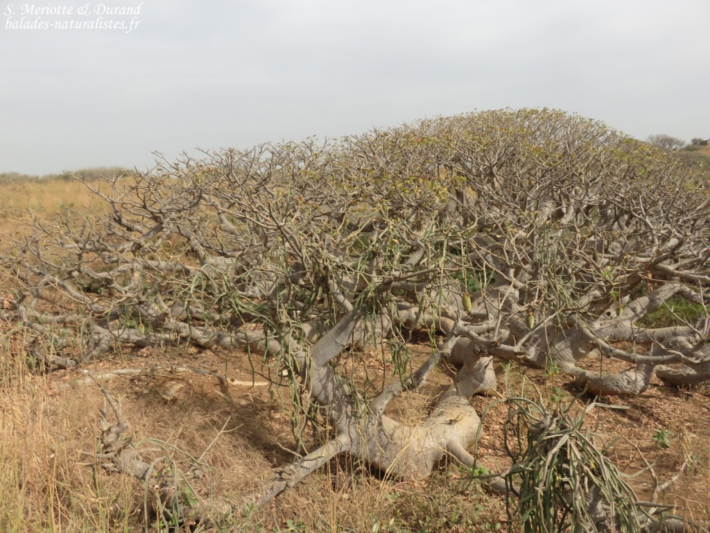 Baobab nain, Ile de la Madeleine