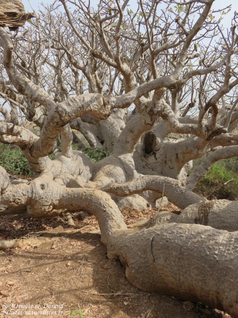 Baobab nain, Ile de la Madelein