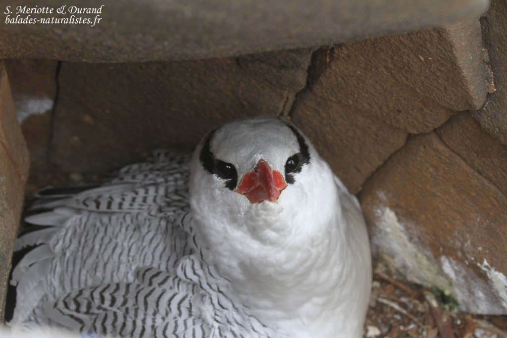 Phaéton à bec rouge, Ile de la Madeleine