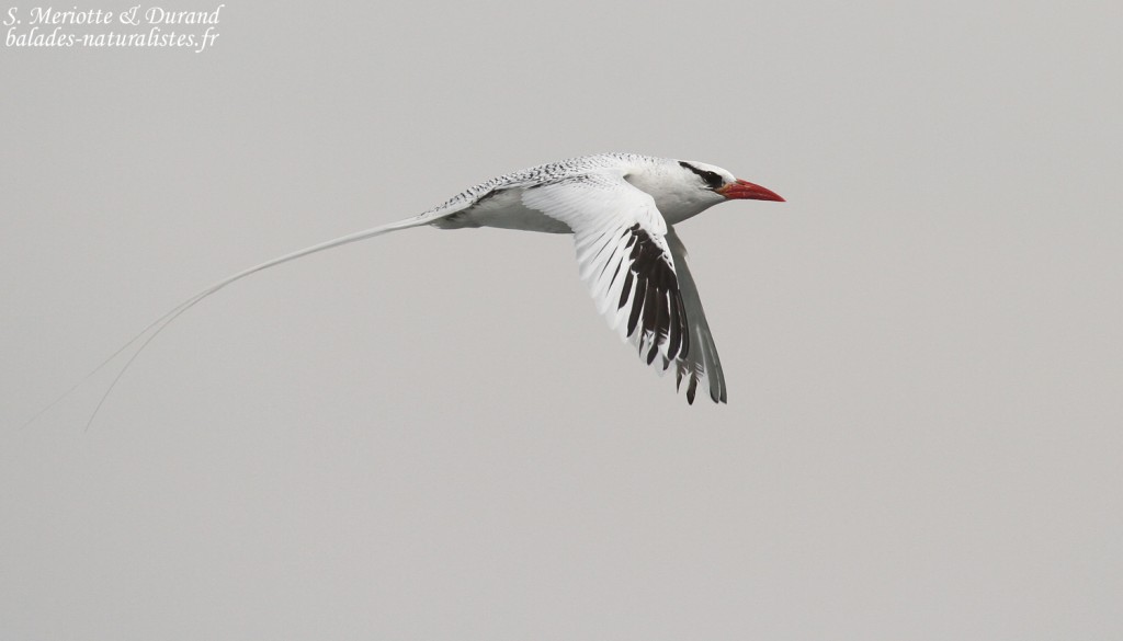 Phaéton à bec rouge, Ile de la Madeleine