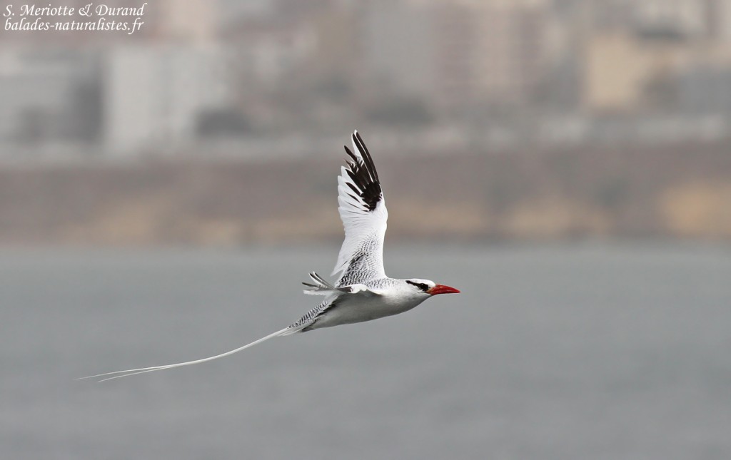 Phaéton à bec rouge, Ile de la Madeleine