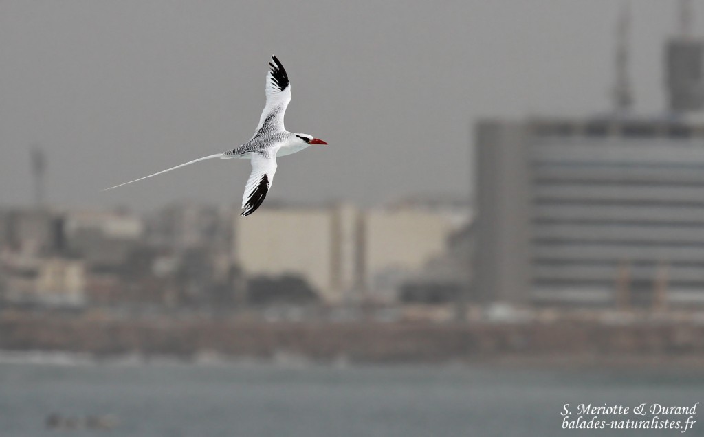 Phaéton à bec rouge, Ile de la Madeleine