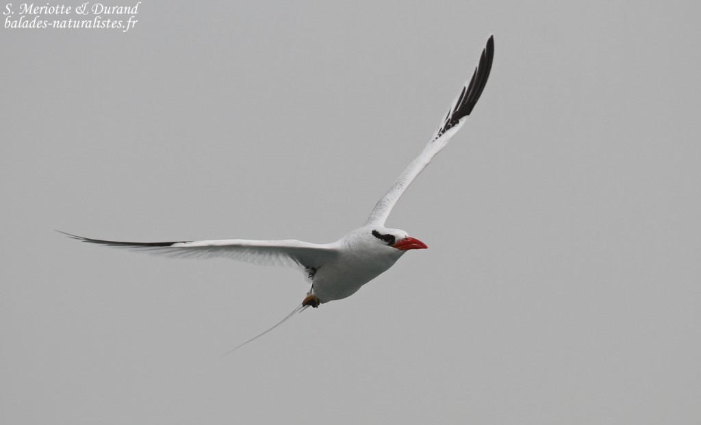 Phaéton à bec rouge, Ile de la Madeleine