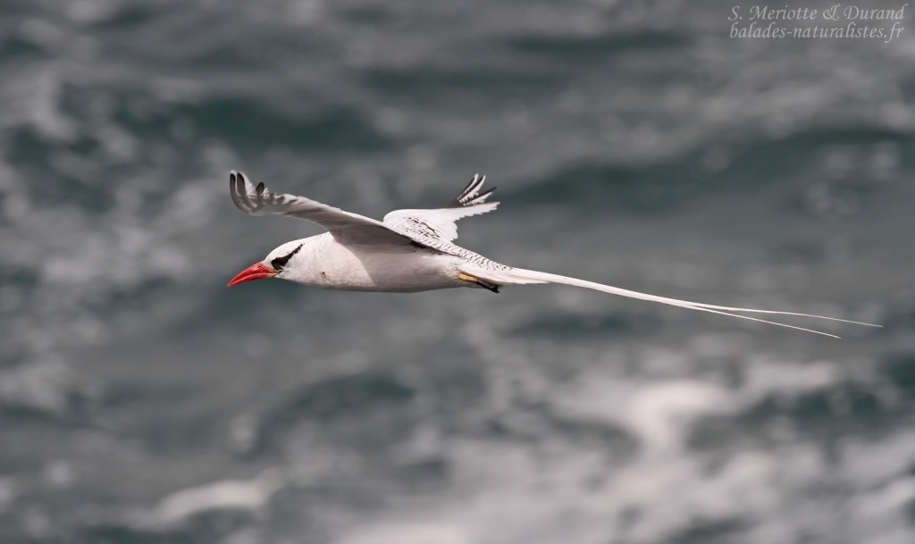 Phaéton à bec rouge, Ile de la Madeleine