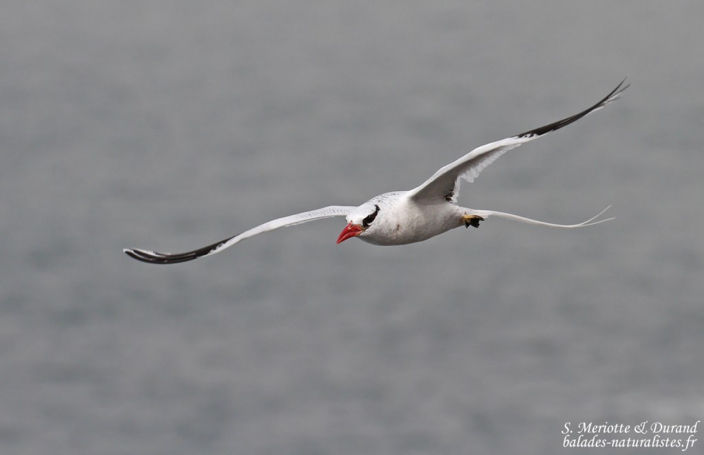 Phaéton à bec rouge, Ile de la Madeleine