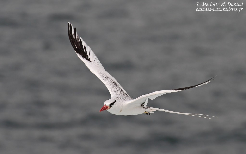 Phaéton à bec rouge, Ile de la Madeleine