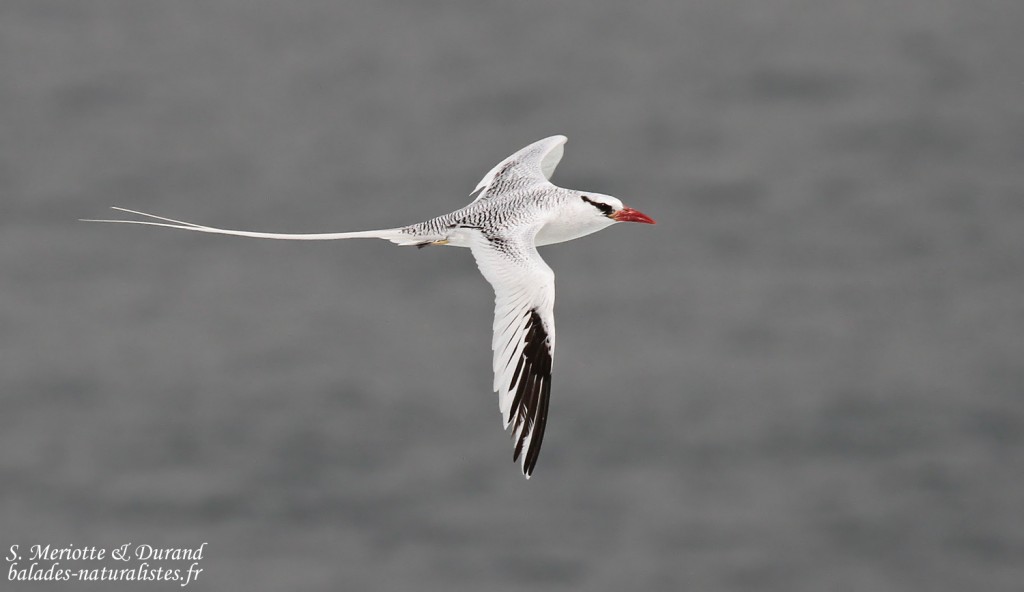 Phaéton à bec rouge, Ile de la Madeleine
