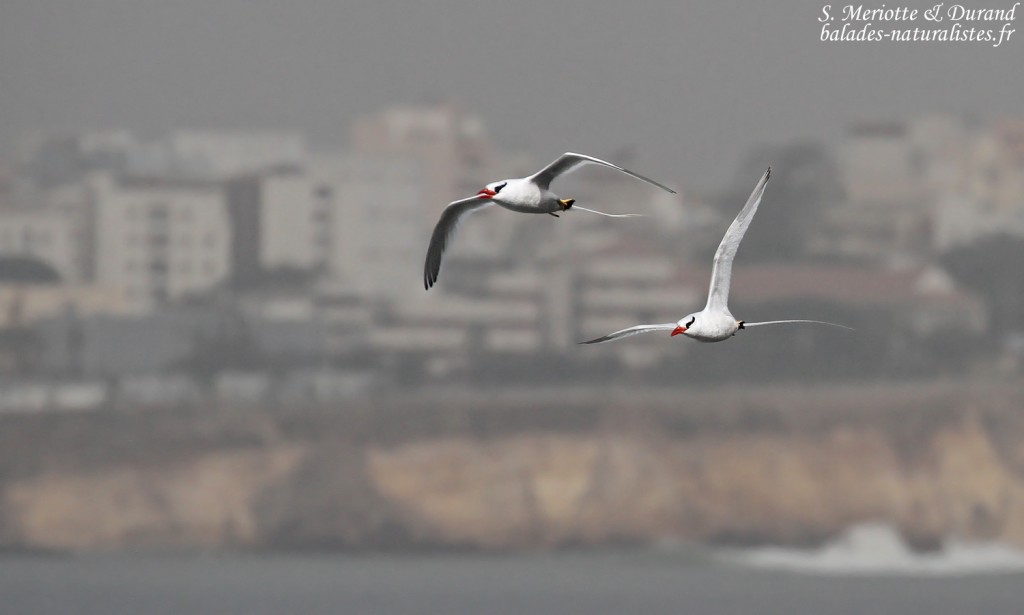 Phaéton à bec rouge, Ile de la Madeleine