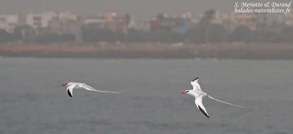 Phaéton à bec rouge, Ile de la Madeleine