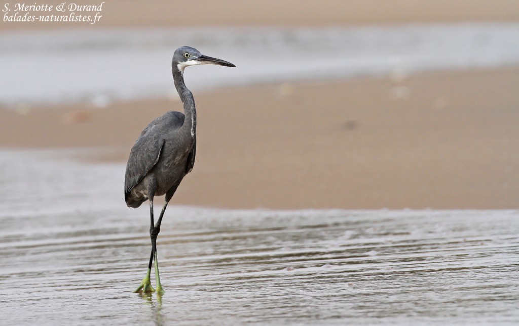 Aigrette des récifs sur la plage de Mbour