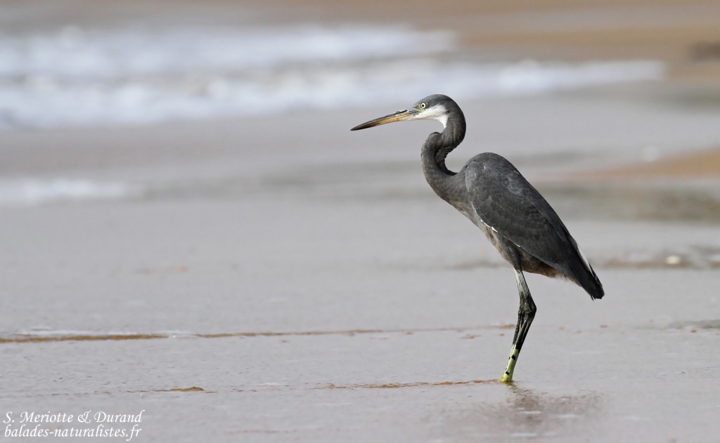 Aigrette des récifs sur la plage de Mbour