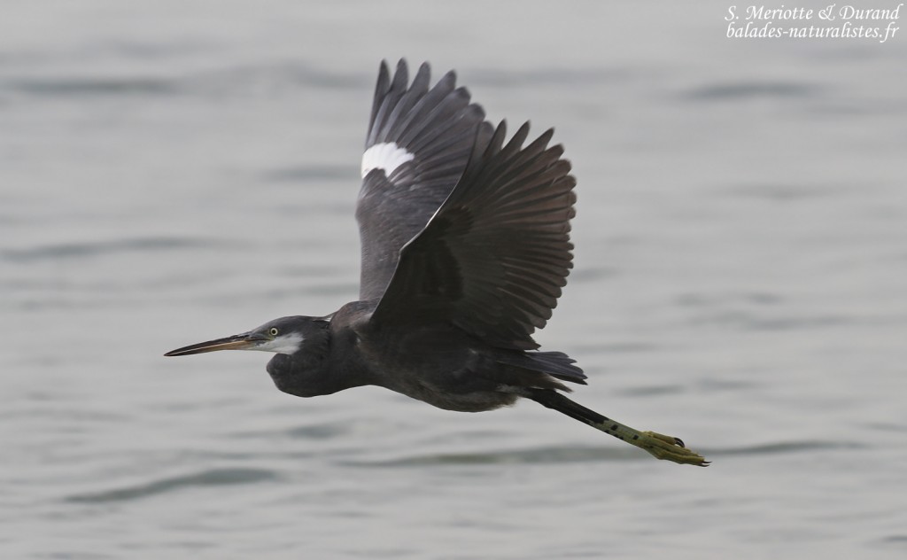Aigrette des récifs sur la plage de Mbour